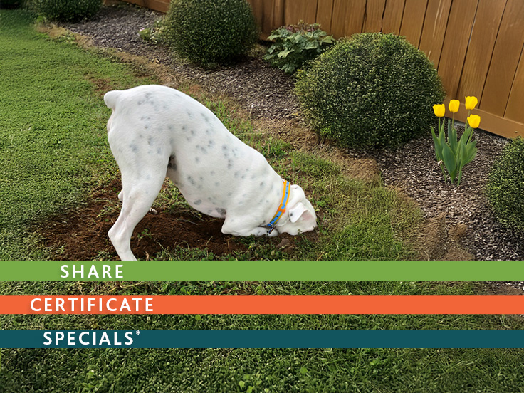 Spring Share Certificate