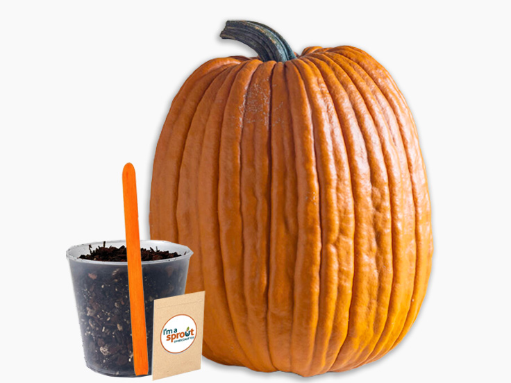 Youth Month-Pumpkin planting sprout