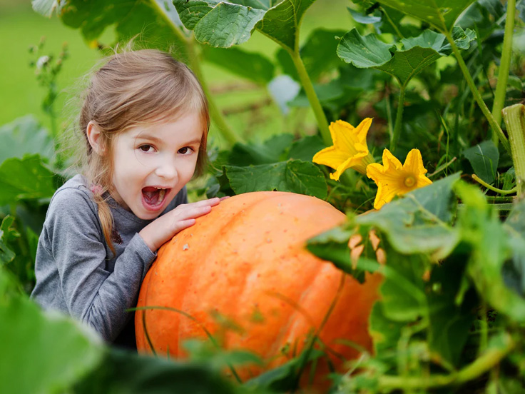 Youth Month-Pumpkin planting sprout